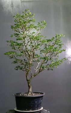 a bonsai tree sitting on top of a black table next to a gray wall