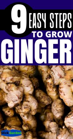 the cover of 9 easy steps to grow ginger, with text overlaying it