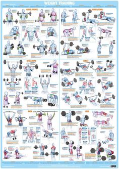 Bodybuilding Poster, Workout Stretches, Exercise Poster, Bodybuilding Posters, Stamina Workout, Ectomorph Workout, Raiders Wallpaper, Forearm Workout