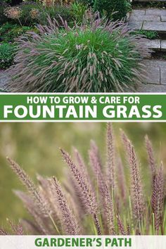 A vertical collage of two images of ornamental Pennisetum grass, the top a small specimen growing on the patio and the bottom a close up of the wispy foliage. To the center and bottom of the frame is green and white printed text. Low Growing Ornamental Grasses, Fountain Grass Care, Fountain Grass Perennial, Fountain Grass Landscaping Ideas, Zone 4 Landscaping, Backyard Green House, Landscape Grasses, Slope Garden, Foundation Plants