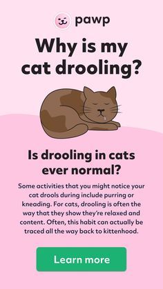 a cat laying on top of a pink background with the caption saying, why is my cat drooling? is drooling in cats ever normal?