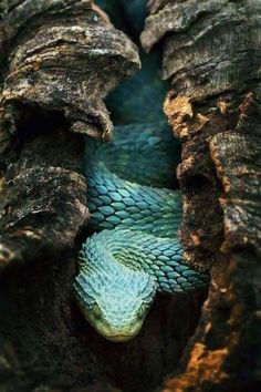 a blue and green snake is curled up in a tree trunk with its mouth open