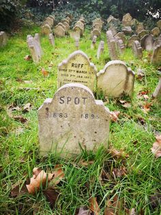 the headstones of many different people are shown in an old cemetery with grass and leaves