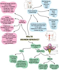 the diagram shows how organ systems are used to help people understand what they are doing