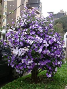 purple and white petunia in front of a black car