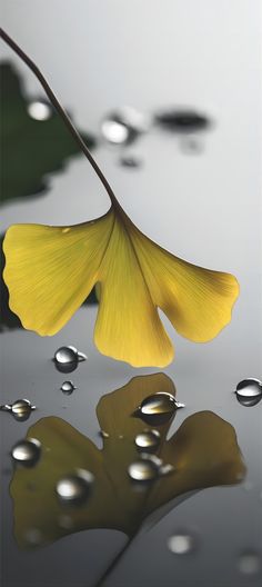 a yellow flower floating on top of a body of water with drops of water around it