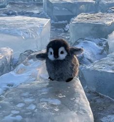 a small penguin sitting on top of ice blocks in the snow and looking at the camera