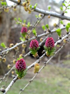 some pink flowers are growing on a tree branch