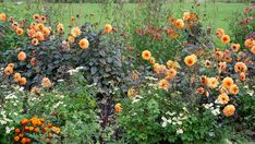 an assortment of flowers in a garden with grass and trees behind them, including orange mums