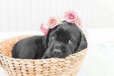 a black puppy in a basket with pink flowers on its head, looking at the camera