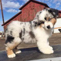 a small dog standing on top of a metal object in front of a red barn