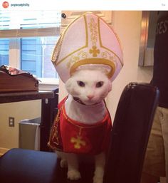 a white cat wearing a red and gold outfit