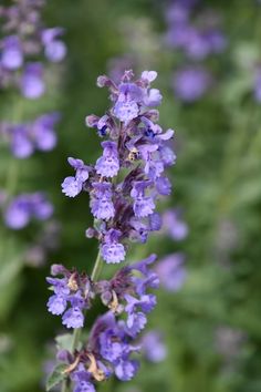 some purple flowers that are growing in the grass