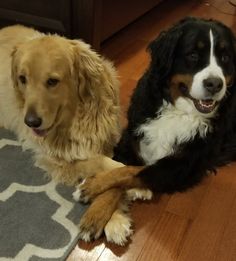 two dogs are laying on the floor next to each other, one is brown and white