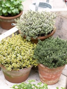 several potted plants sitting on top of a wooden table