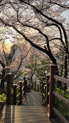 a wooden walkway surrounded by cherry blossom trees