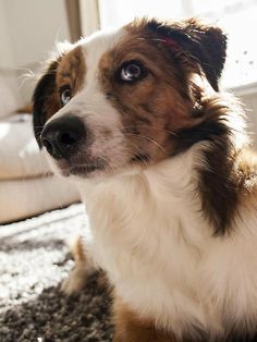 a brown and white dog sitting on top of a rug