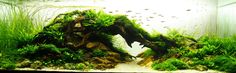 an aquarium filled with green plants and rocks