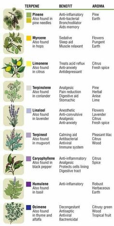 Herbs And Their Uses, Cbd Oil Benefits, Endocannabinoid System, Healing Plants, Oil Benefits, Healing Herbs, Medicinal Herbs, Medicinal Plants