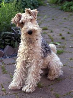 a small dog sitting on top of a stone walkway