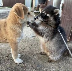 two puppies are playing with each other outside