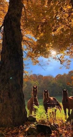 three horses are standing in the grass near a tree with yellow leaves on it's branches