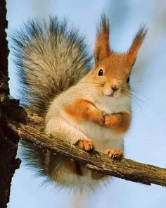 a squirrel sitting on top of a tree branch