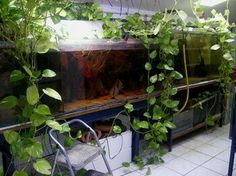 an aquarium with plants growing out of it next to a metal chair and trash can