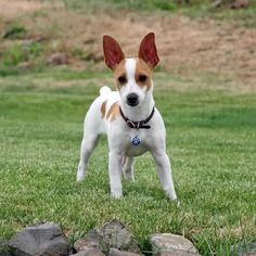 a small brown and white dog standing on top of a lush green field next to rocks