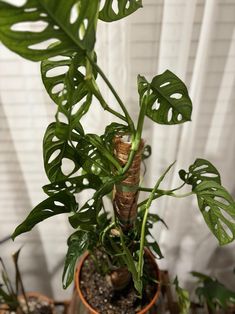 a potted plant with large green leaves