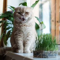 a cat sitting on top of a table next to a potted plant