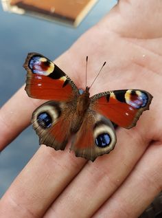 a close up of a person's hand with a butterfly on top of it