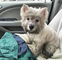 a small dog sitting in the back seat of a car next to a pile of blankets