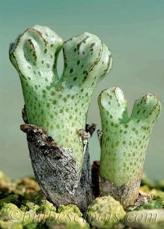 two small green plants with brown spots on them