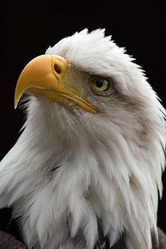 a bald eagle with white feathers and yellow beak