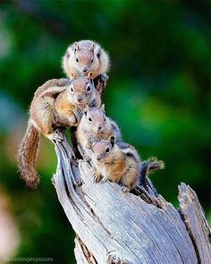 a group of small animals sitting on top of a tree branch in front of some trees