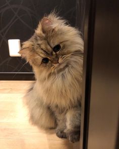 a fluffy cat sitting on the floor in front of a door looking at the camera