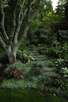 a stone path in the middle of a lush green garden