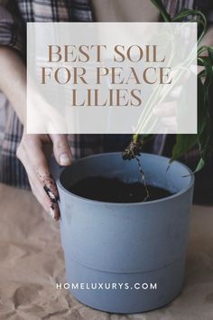 a person holding a plant in a pot with the words best soil for peace lilies