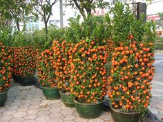 many oranges are growing in large pots on the ground next to eachother