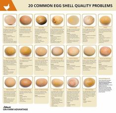 an image of eggs that are different sizes and colors with the words common egg shell quality problems