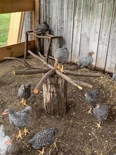 a flock of chickens standing around a tree stump