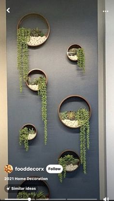 some plants are hanging on the wall