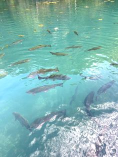 a group of fish swimming in the water