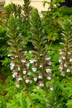 some white and pink flowers are in the grass