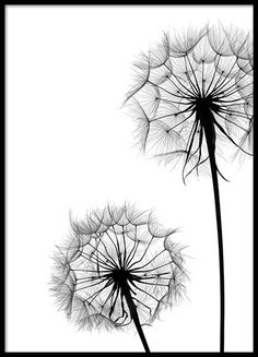 a black and white photo with two dandelions on it's side, in front of an instagram frame