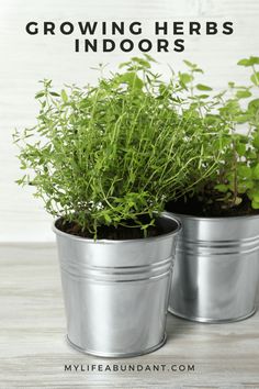 two metal buckets filled with plants and the words growing herbs indoors