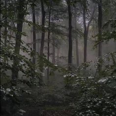 the woods are covered in fog and light