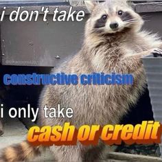 a raccoon is standing on its hind legs in front of a cash register