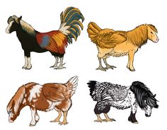 four different colored roosters standing next to each other